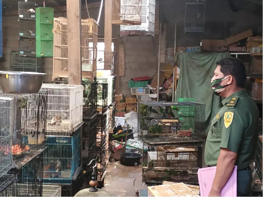 Read more about the article Gakkum KLHK Menyita 105 Ekor Burung Dilindungi dan Menahan Penjualnya
