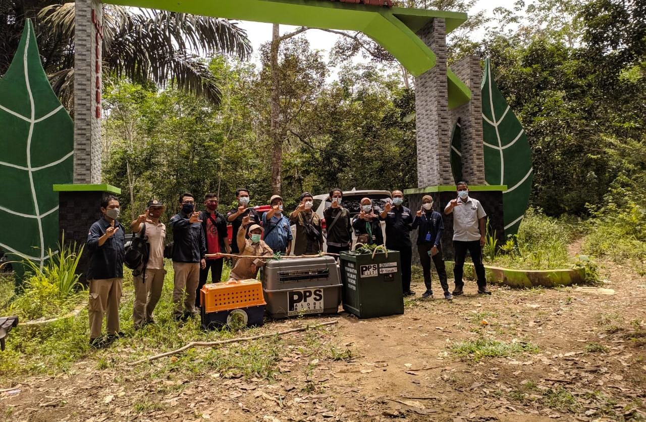 Read more about the article Enam Ekor Satwa Liar Berhasil di Lepasliarkan Kembali ke Habitat Alami