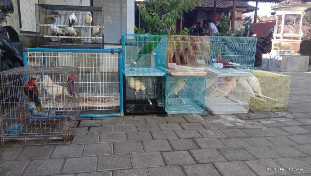 Read more about the article KLHK Sita Puluhan Satwa Dilindungi di Bali