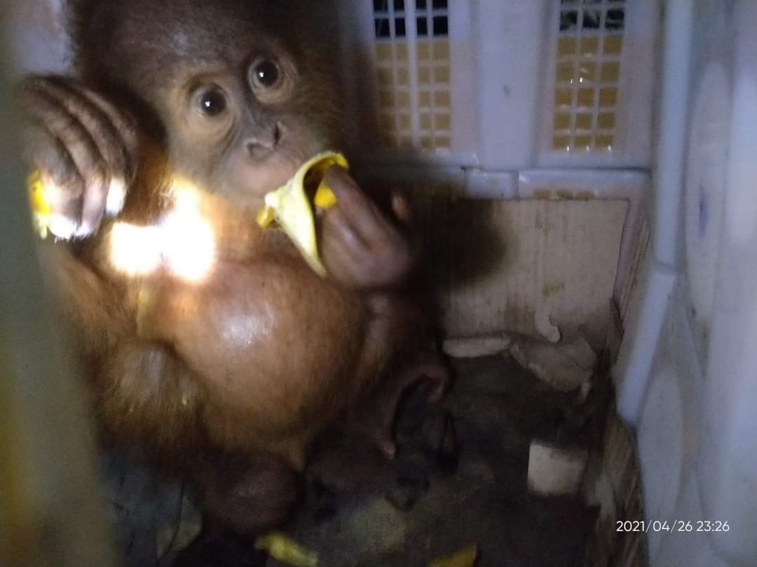 Read more about the article Tim Gabungan Gagalkan Penyelundupan Anak Orang Utan di Bakauheni