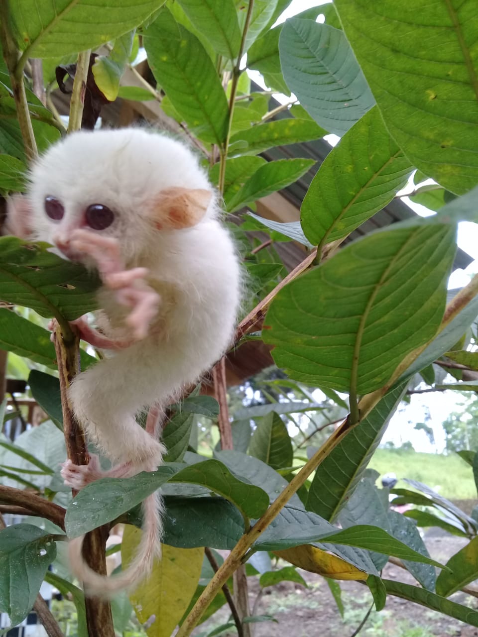 Read more about the article Pertama Kali, Tarsius Putih Leucistic Tertangkap di Minahasa dan Bukan Albino