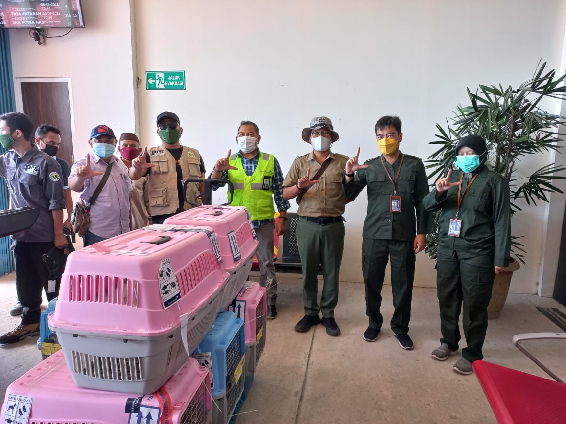 Read more about the article Balai KSDA Jakarta Translokasikan 13 Ekor Elang Dilindungi ke PPS Alobi Bangka Belitung