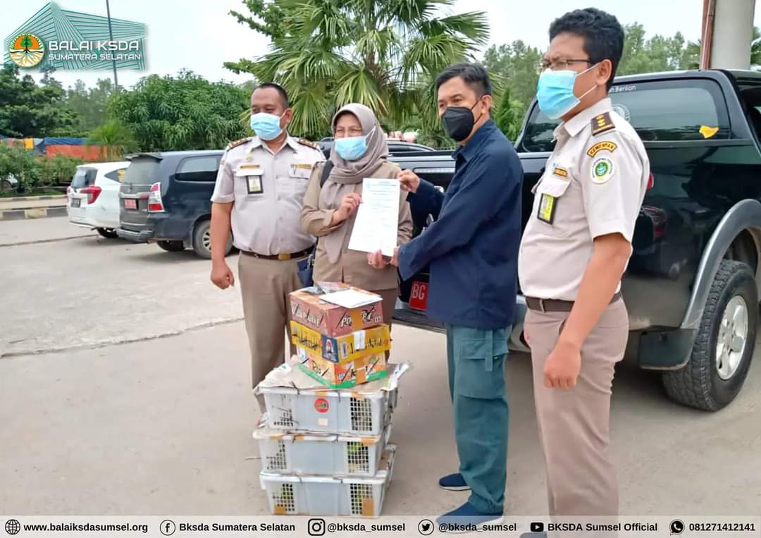 Read more about the article Penggagalan Upaya Penyelundupan Sejumlah Burung Liar Tanpa Dilengkapi Dokumen Surat Angkut Tumbuhan dan Satwa Liar Dalam Negeri (SATS-DN)