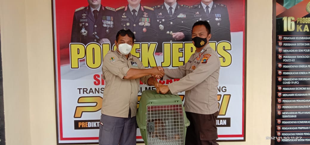 Read more about the article Tim DPC Alobi Foundation Bangka Barat Selamatkan 1 Ekor Trenggiling