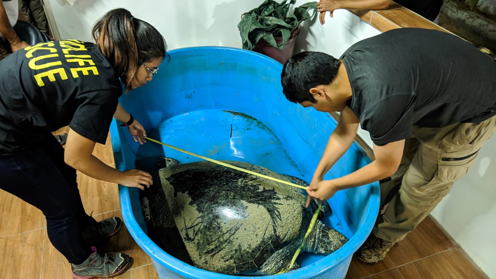 Read more about the article Alobi dan BKSDA Selamatkan Penyu Terdampar