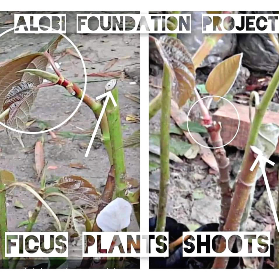 Read more about the article Restoring Healthy Habitats for Wildlife in Nature with Alobi Foundation