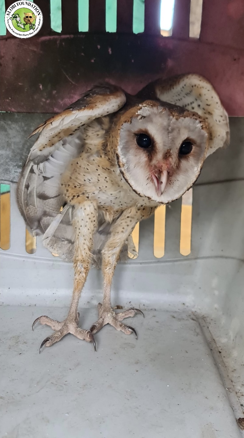 Read more about the article Barn Owl Back to Nature