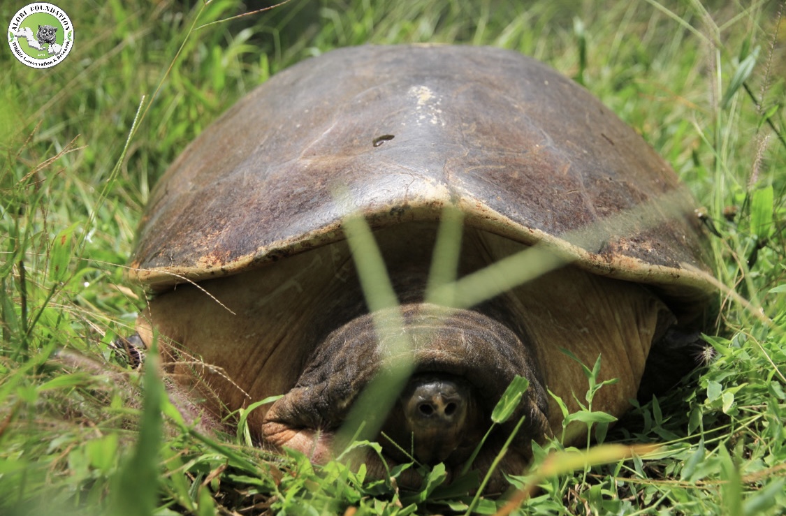 Read more about the article Malayan Giant Turtle Succesfully Evacuated