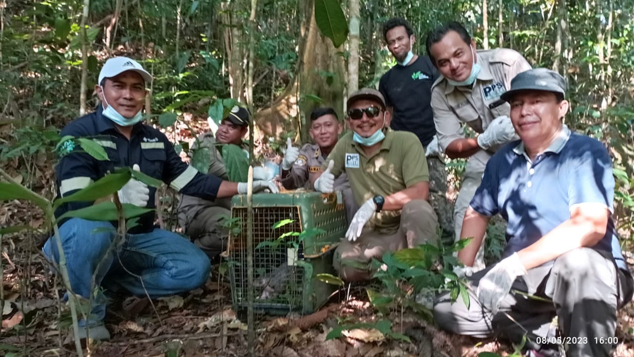 Read more about the article Alobi Foundation Bersama BKSDA Sumsel dan DLH Bangka Barat Melakukan Pelepasliaran 1 Ekor Trenggiling di Menumbing