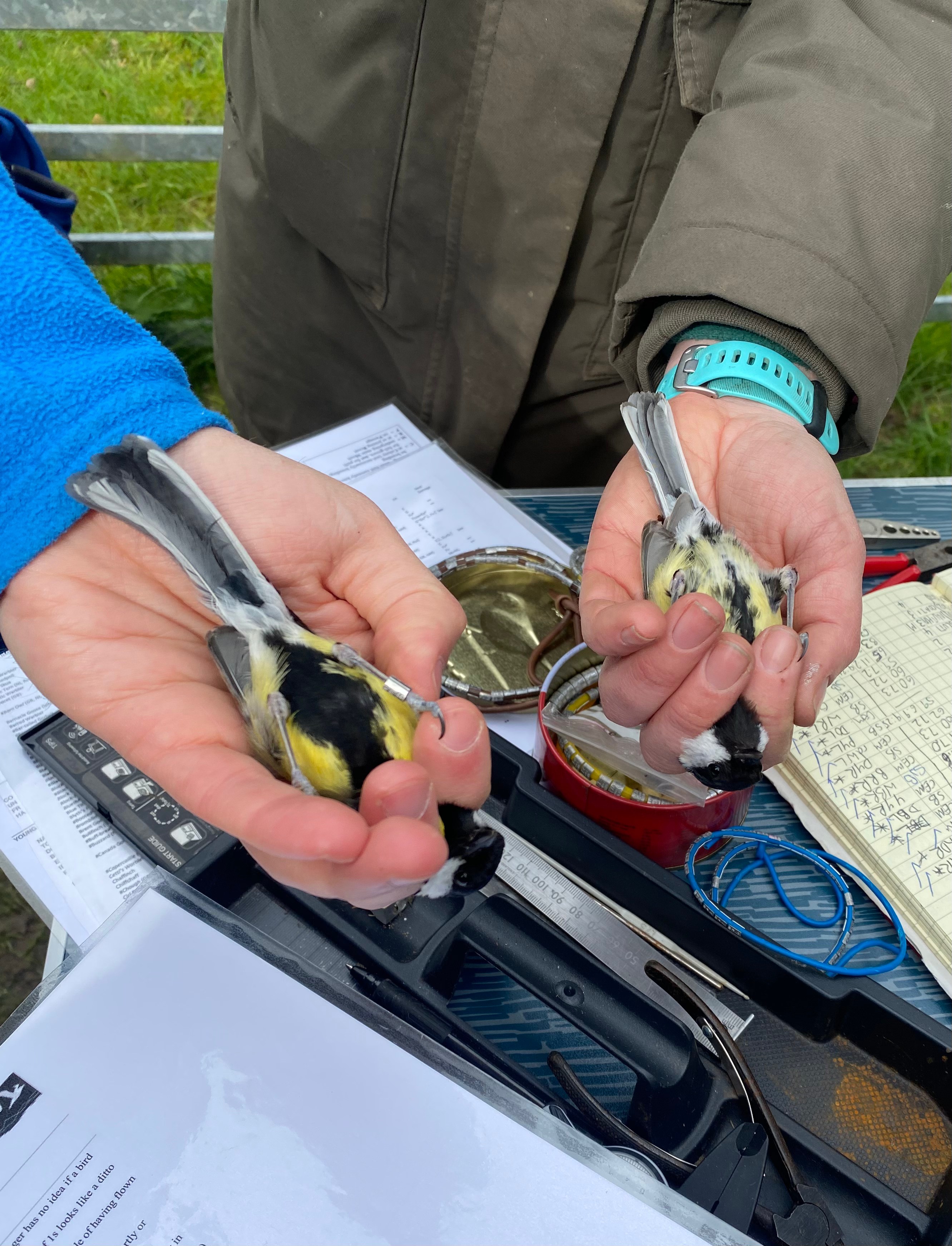 Read more about the article Learning Mist-Netting and Bird-Ringing: Student Experience at the University of Sheffield