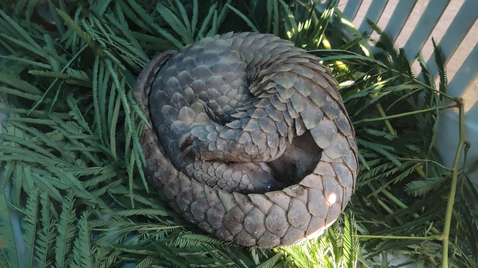Read more about the article TRENGGILING BANGKA, SATWA SUNYI YANG TERSISA “THE SILENT SURVIVOR  : PANGOLIN OF BANGKA ISLAND”