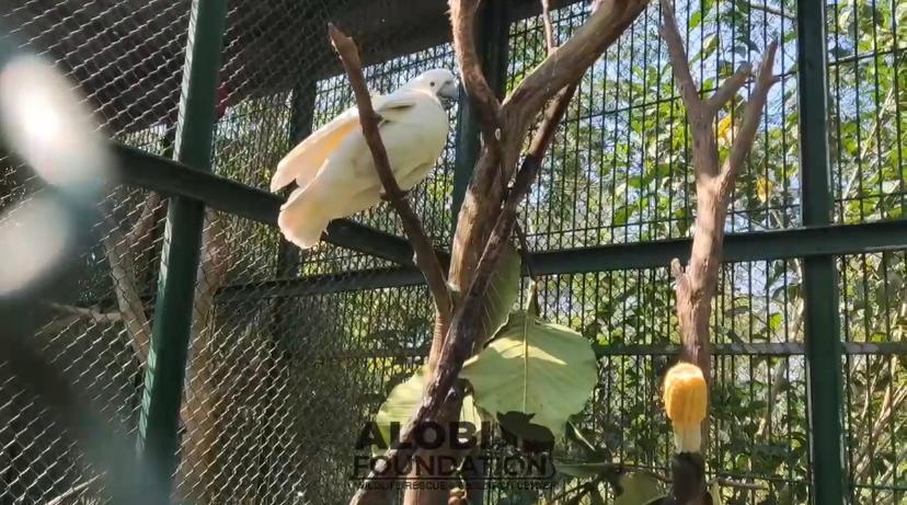 Read more about the article Menjaga Insting Liar Kakak Tua: Enrichment di Pusat Penyelamatan Satwa Alobi / “Preserving the Wild Instincts of Cockatoos: Enrichment at the Alobi Wildlife Rescue Center”