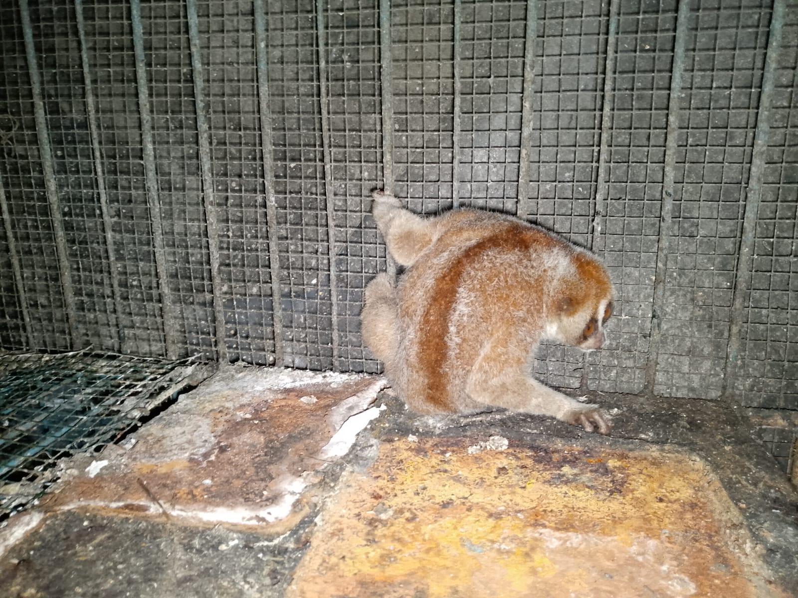 Read more about the article Dari Rehabilitasi ke habitat asli : penyelamatan harta karun pulau Bangka  /“From Rehabilitation to Natural Habitat: Saving the Hidden Treasure Bangka Island