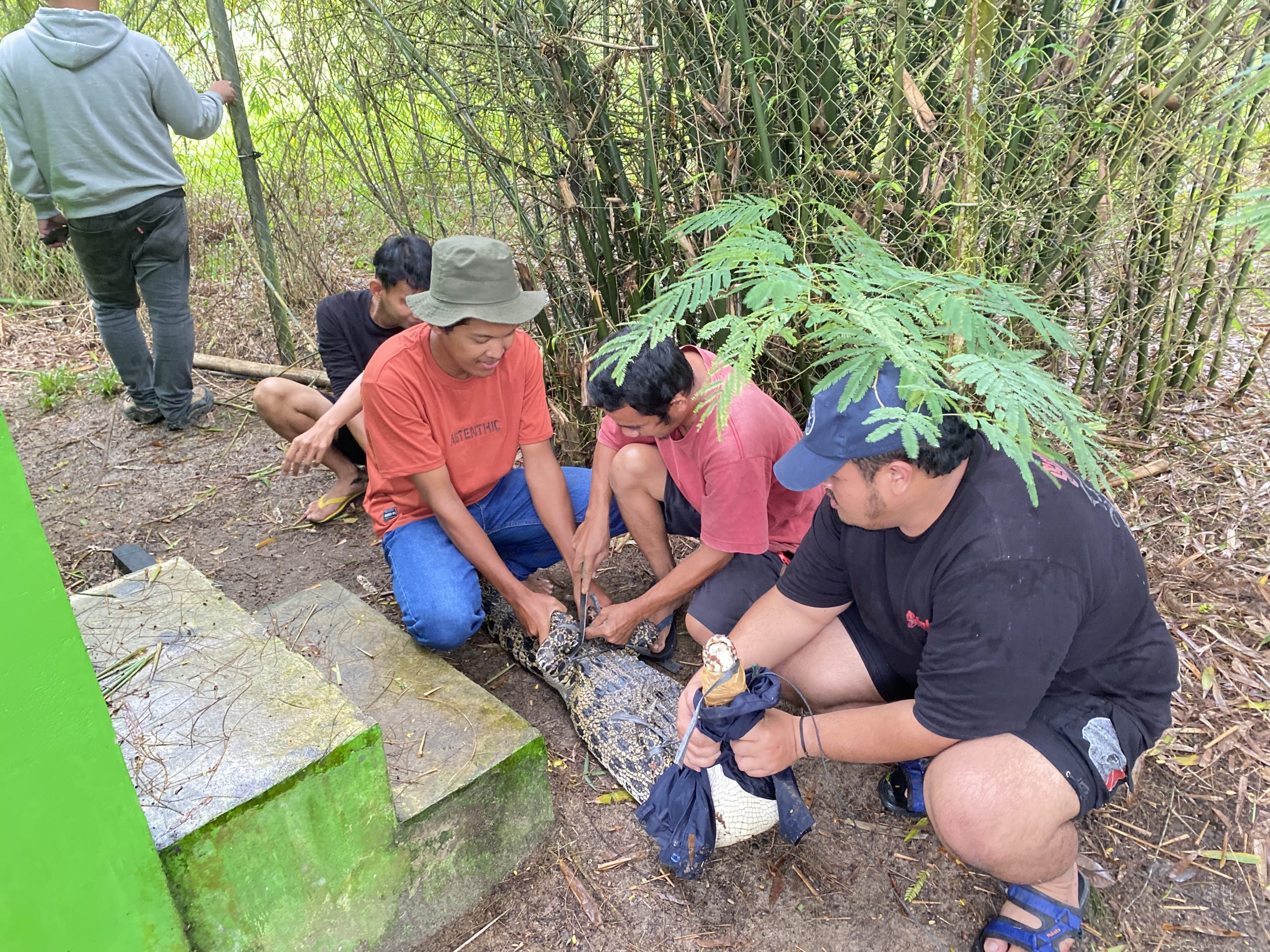 Read more about the article Strategi Rehabilitasi Buaya Muara: Pemisahan Individu untuk Cegah Dominansi dan Stres/ “Rehabilitation Strategy for Saltwater Crocodiles: Individual Separation to Prevent Dominance and Stress”