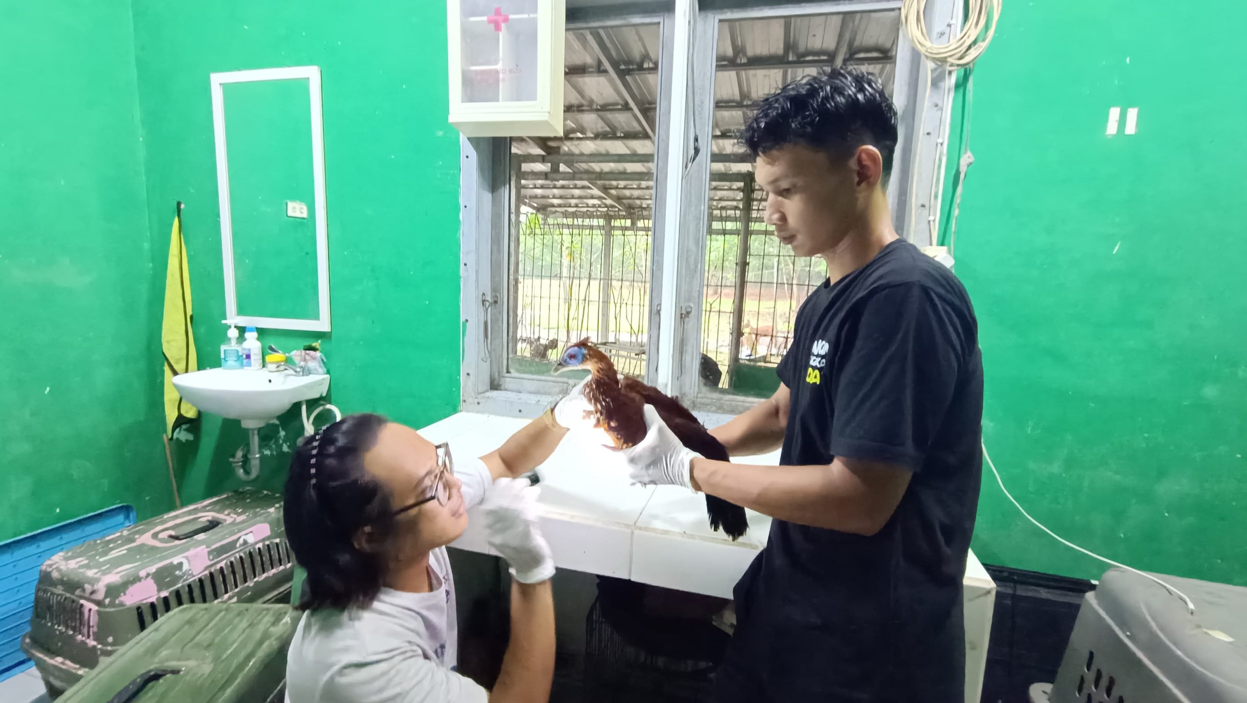 Read more about the article Gagal Diseludupkan! 4 Ekor Ayam Sempidan Berhasil Diselamatkan/Smuggling Failed! 4 Crested Firebacks Successfully Rescued