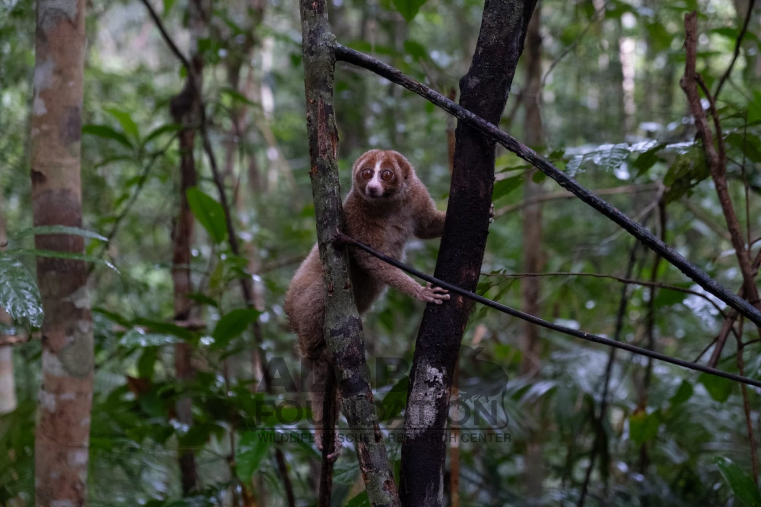 Read more about the article Satu-Satunya Primata Beracun di Dunia, Bangka Punya Kukang Endemik (Nycticebus bancanus): Sejarah Klasifikasi / The World’s Only Venomous Primates, Bangka Is Home to an Endemic Slow Loris (Nycticebus bancanus) : A History of Its Classification