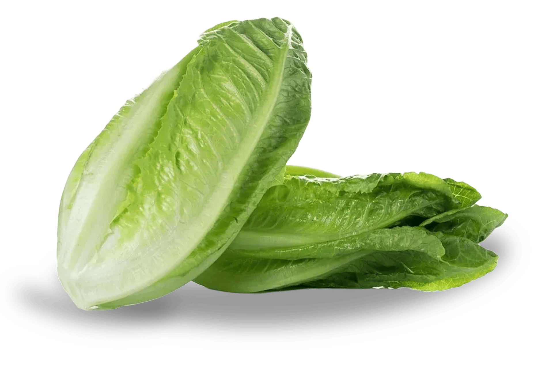 lechuga p