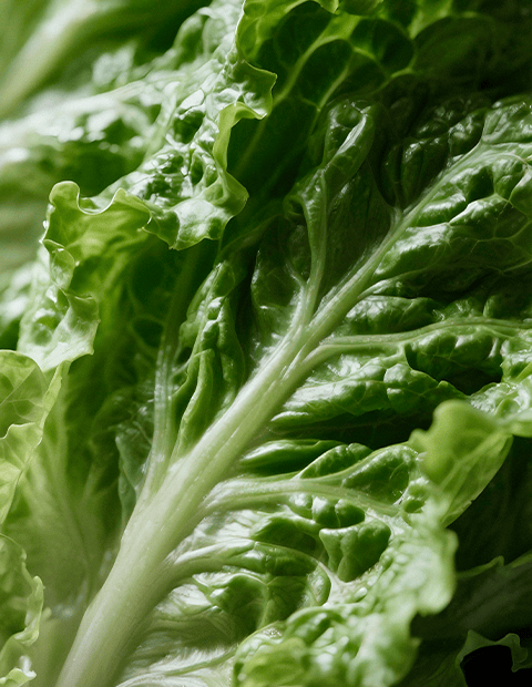 p lechuga