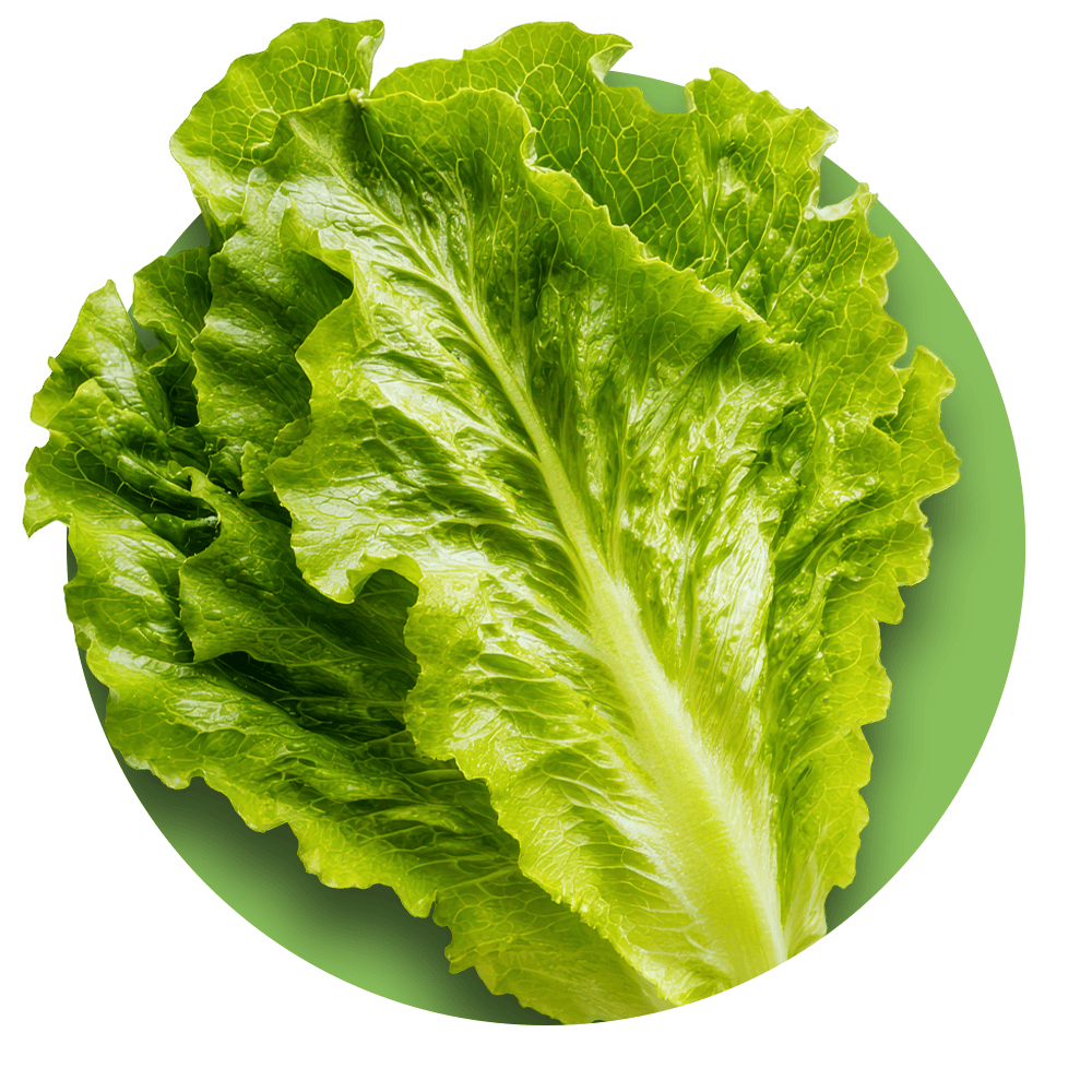 p lettuce