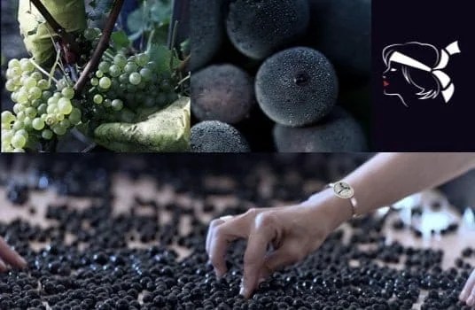 plot-method-wine-corsica-alpa