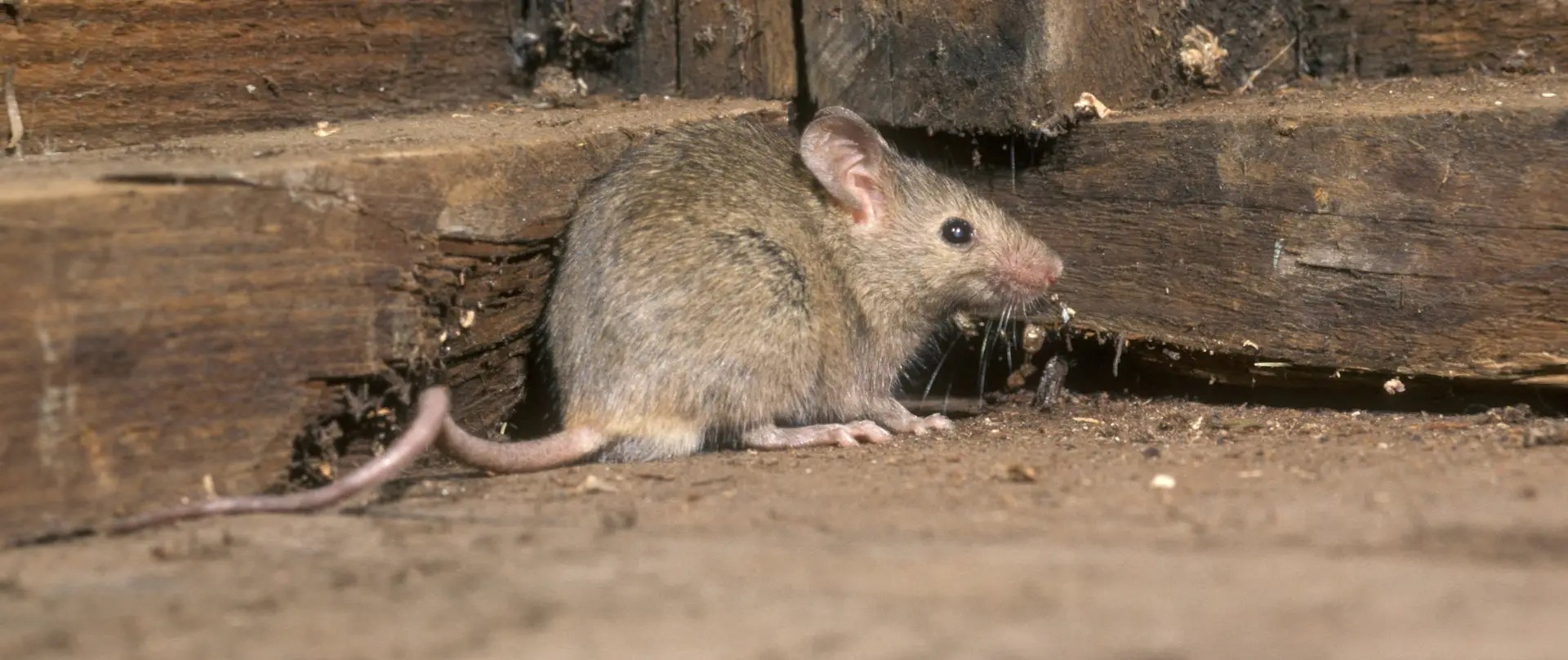 Pest control near me OFallon