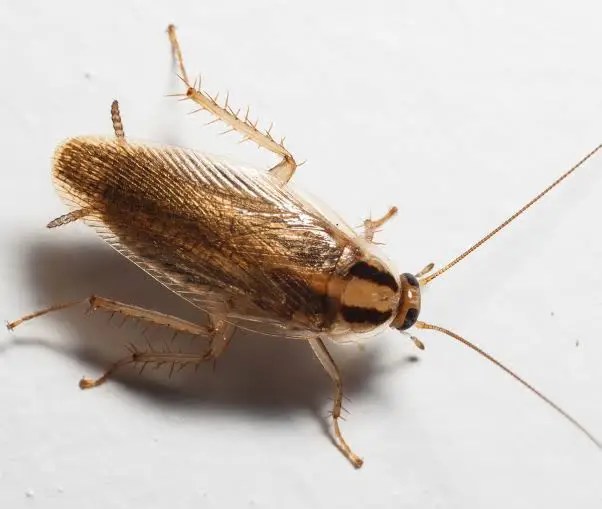 Pest control near me