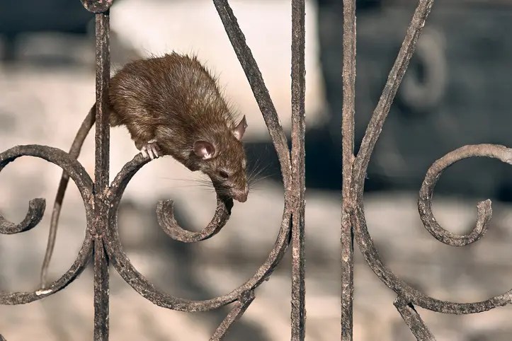 Rats Can cause sickness