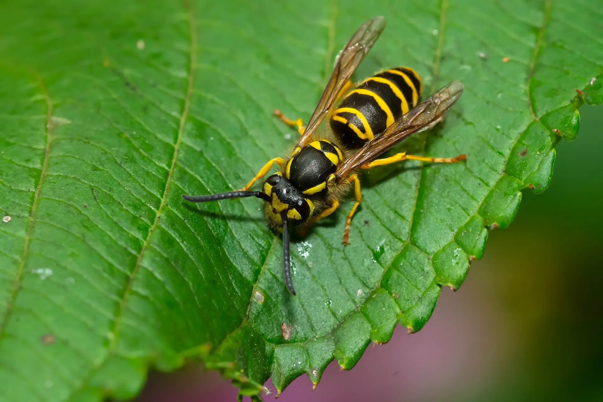 An,Eastern,Yellowjacket,Is,Resting,On,A,Green,Leaf.,Taylor