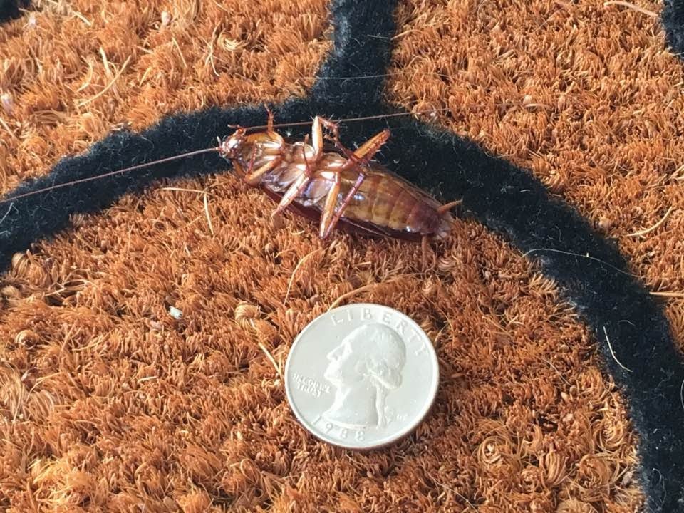 Alpha Pest Control