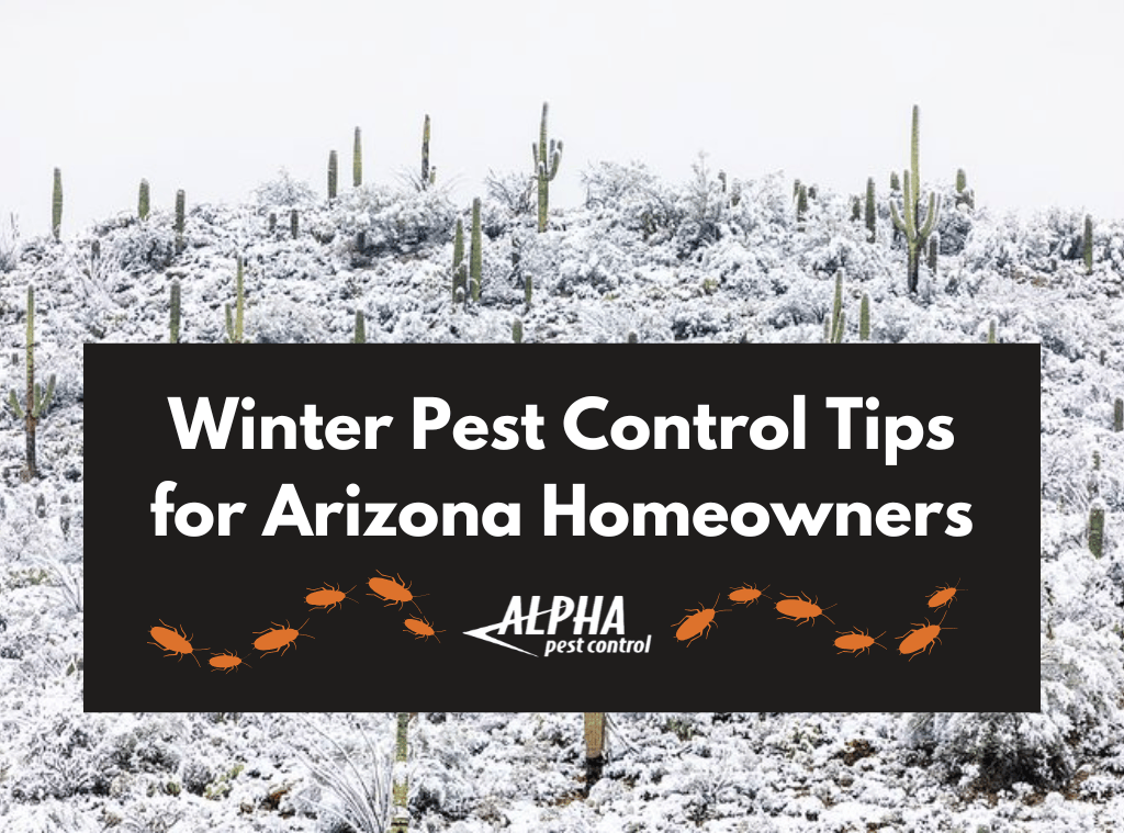 Winter Pest Control Tips for Arizona Homeowners