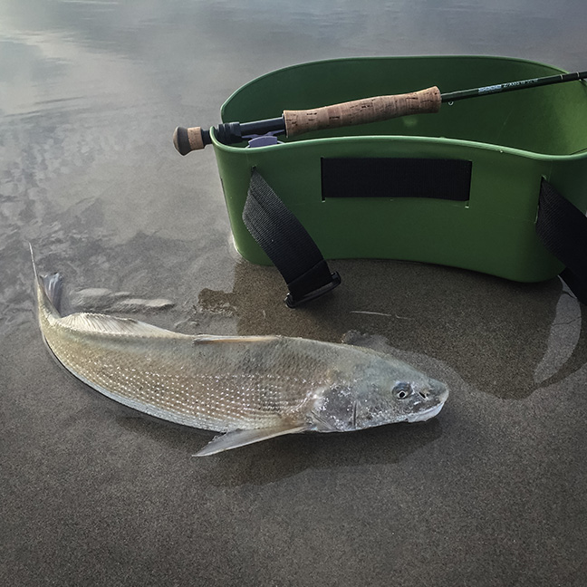 Junior getting ready to be released. photo by Al Q