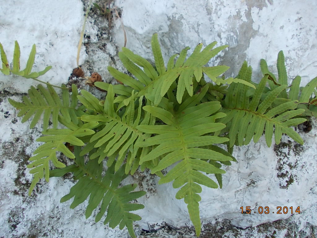 Feto-Doce - Polipodio