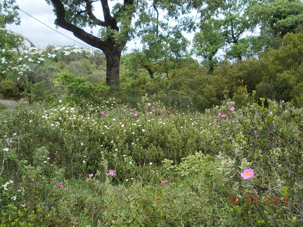 Caminho dos Casais dos Vales