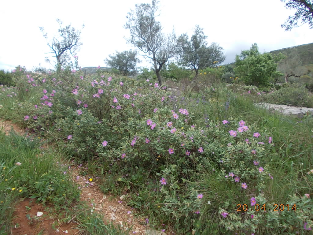 No Caminho dos Casais dos Vales