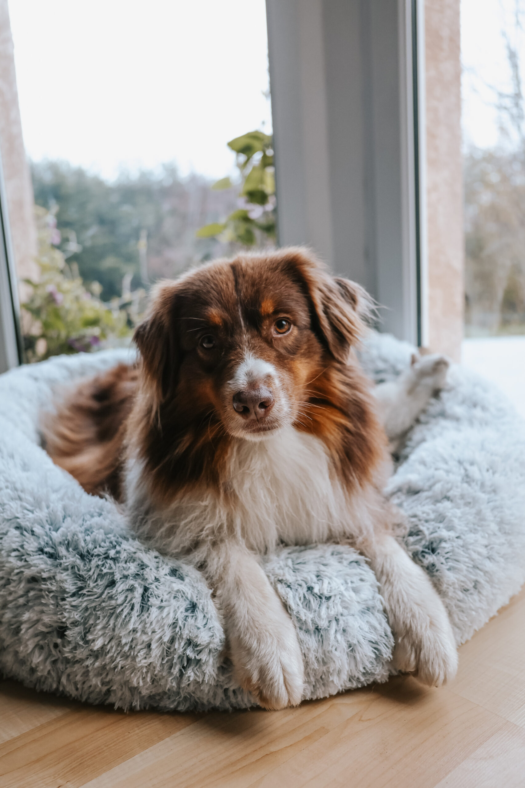 @pookie_aussie