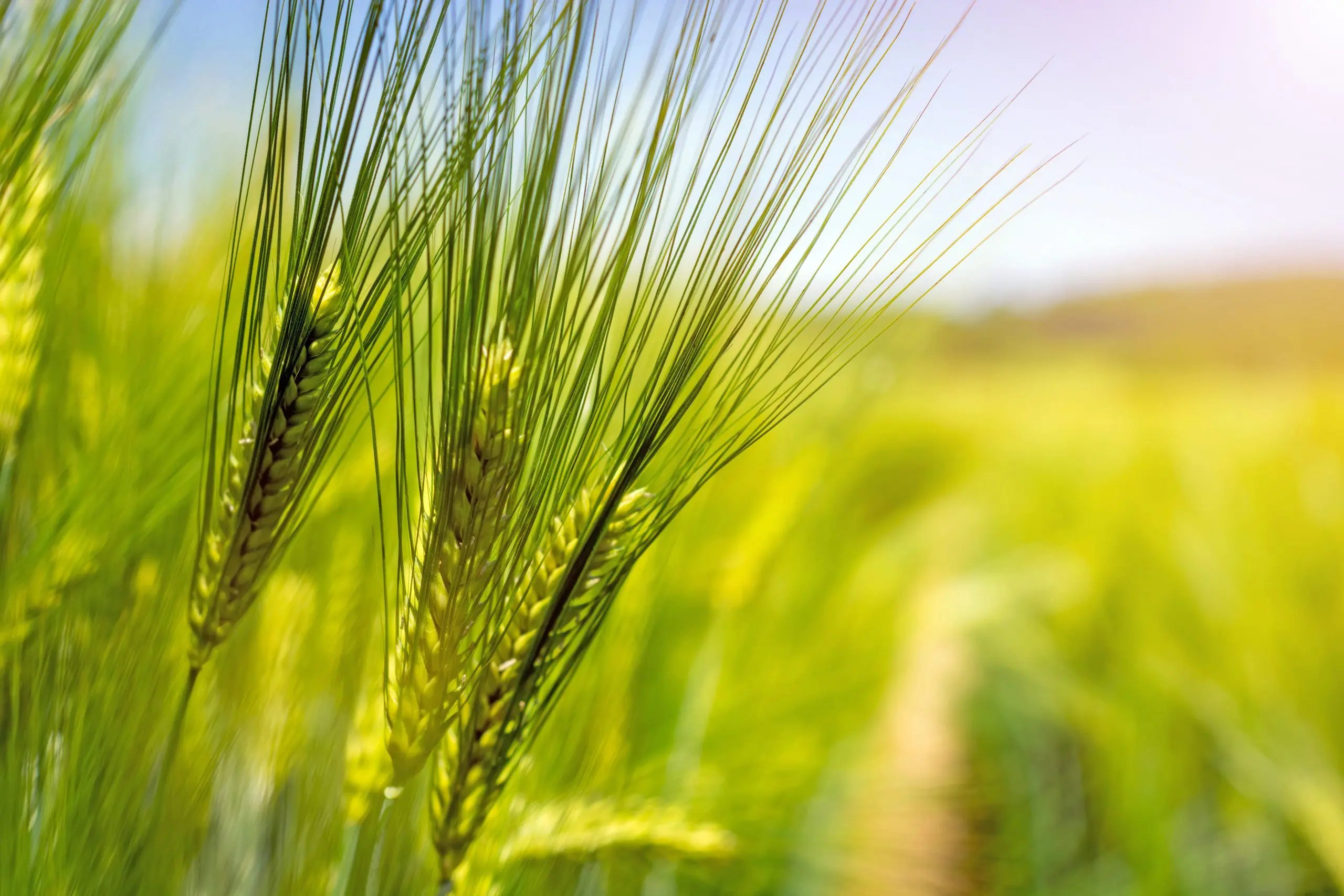 Barley Grass Seeds for Growing | Albert Lea Seed