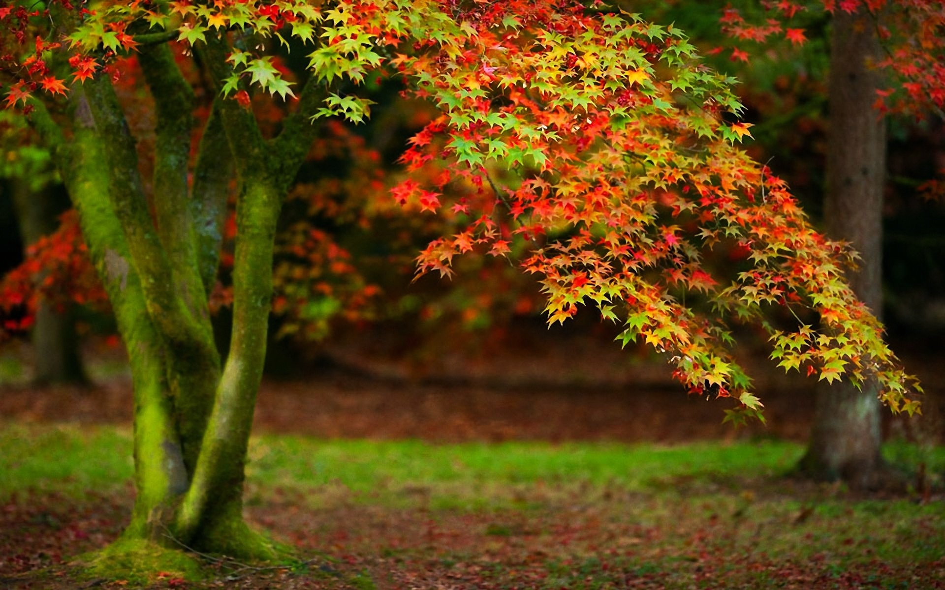 50 of The Most Beautiful Trees In The World