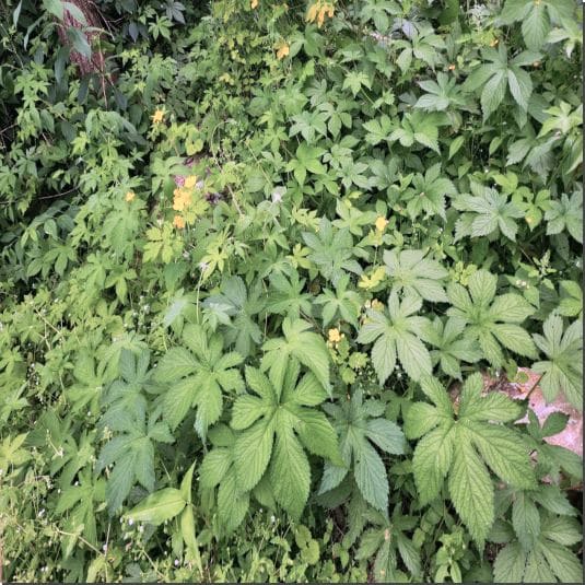 환삼덩굴 효능과 부작용, 먹는 법까지 알아보기!