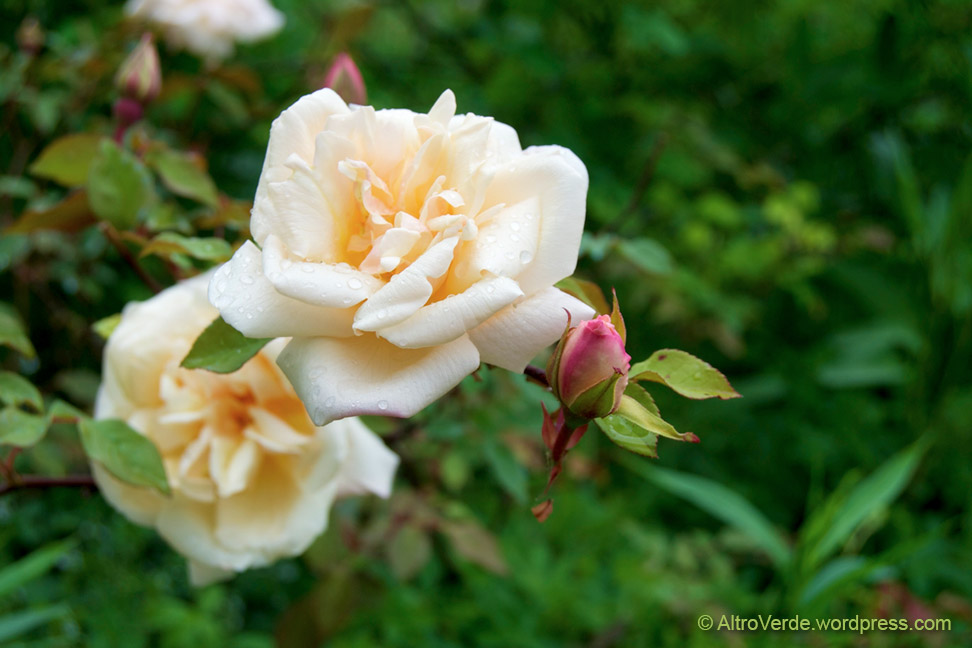 rosa 'Safrano'