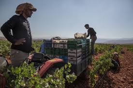 Farmers working in the field