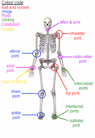 For example, the thumb is the only bone . Level 2 Exercise And Fitness Knowledge 4 Joints Amac Training