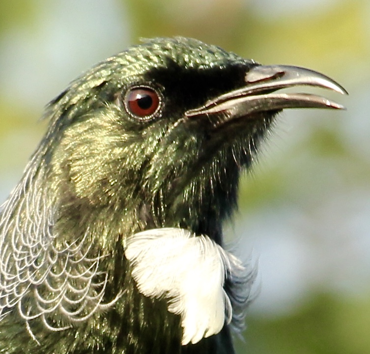 Tui
