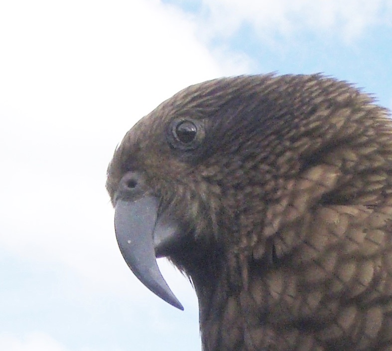 Kea