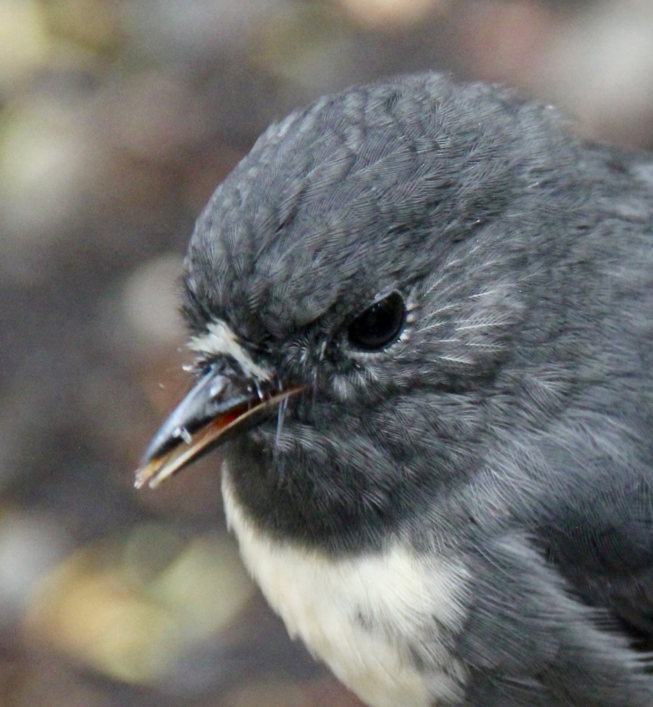 South Island robin