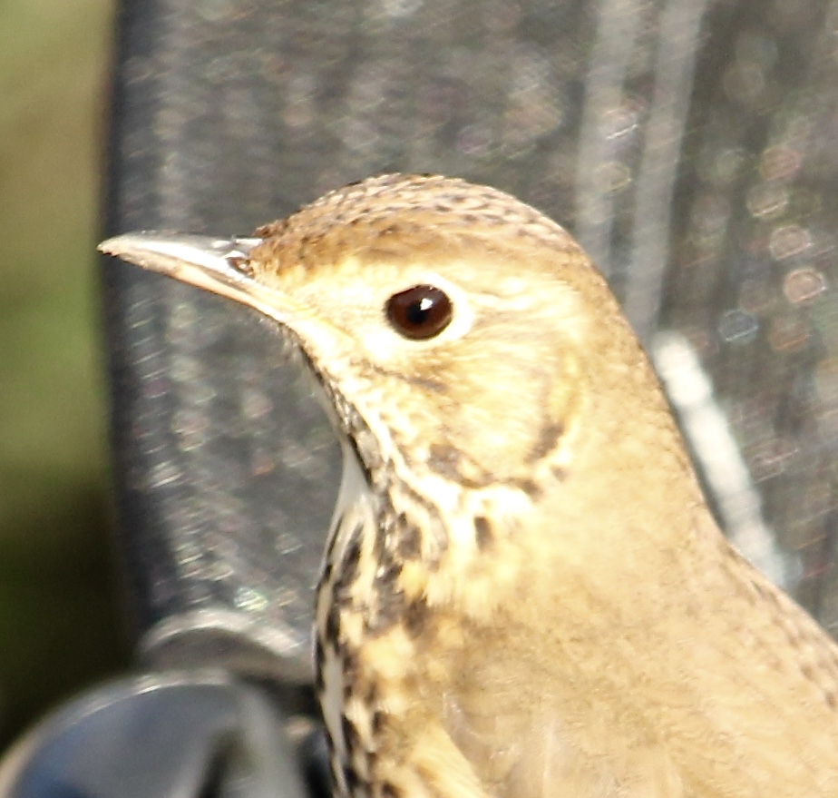 Song Thrush