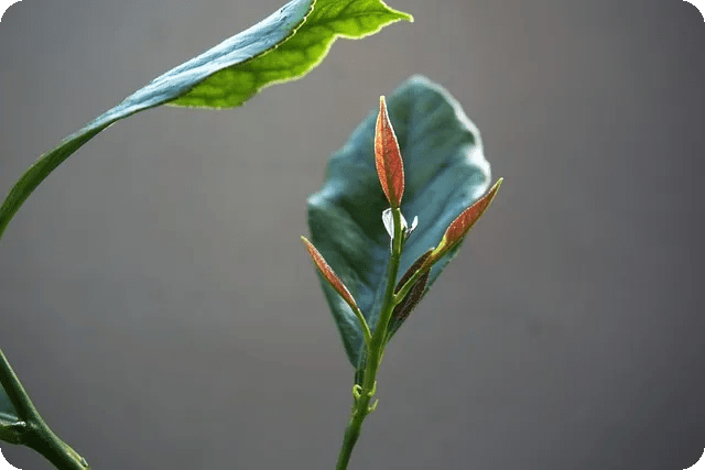 올리브레몬샷 만들기 쉽게 배우기