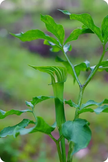 상처 치료의 비밀 마데카솔과 패치 효과는
