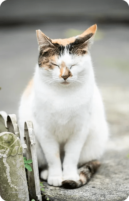 멜라토닌젤리 효과와 부작용 알아보기