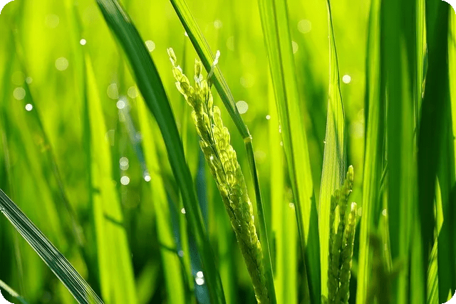 키토 식단 효과 안전하게 시작하려면 어떻게 해야 할까