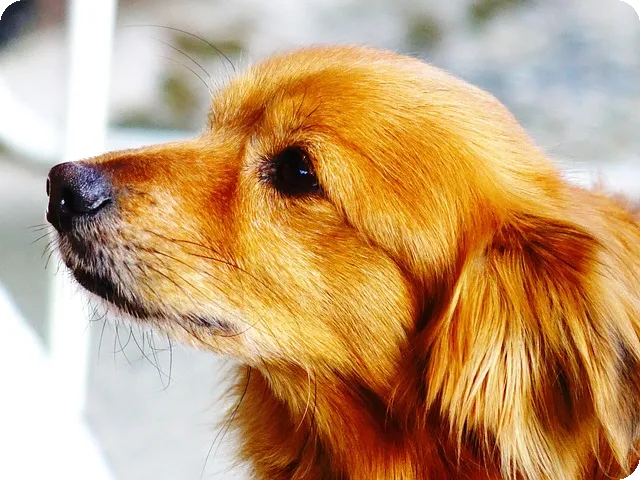 감사일기 작성으로 행복 찾기